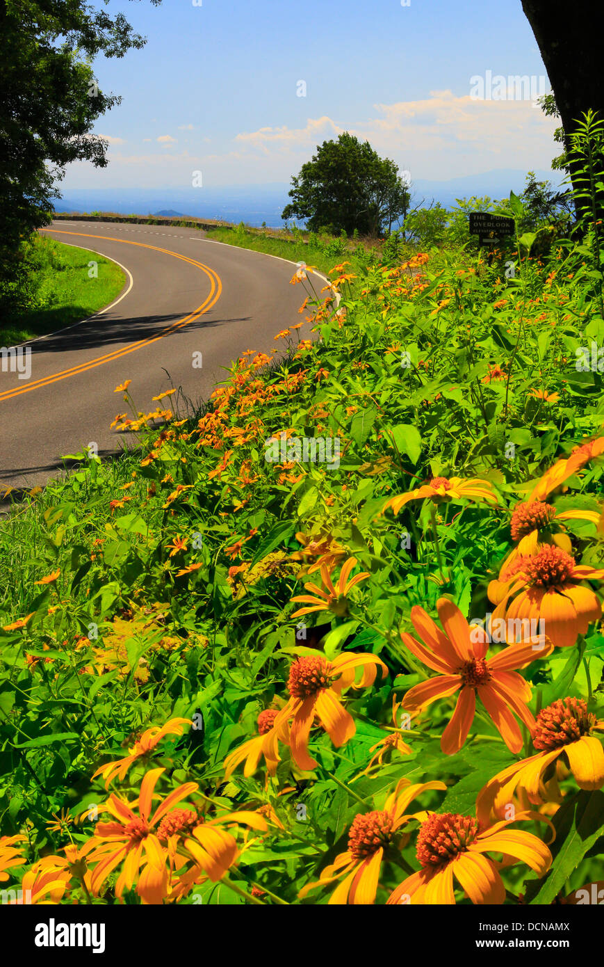 Sonnenblumen entlang der Skyline Drive, Shenandoah-Nationalpark, Virginia, USA Stockfoto