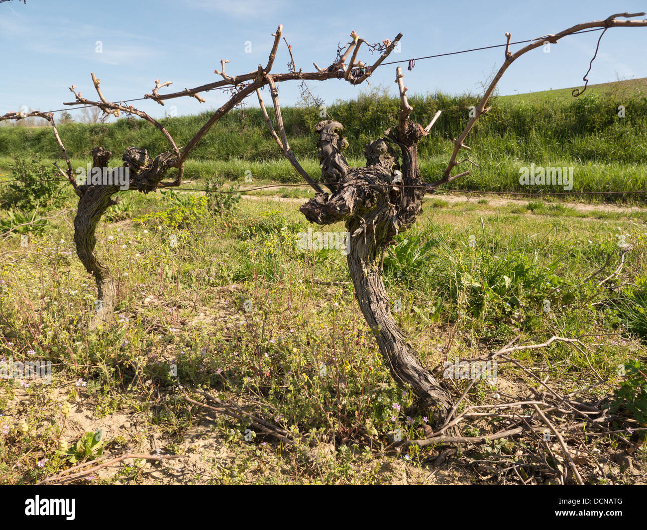 Reben zurückschneiden, das Holz bereit für neues Wachstum in Languedoc Frankreich Stockfoto