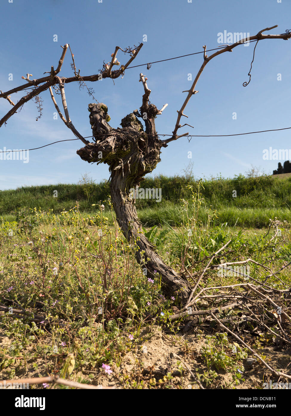 Reben zurückschneiden, das Holz bereit für neues Wachstum in Languedoc Frankreich Stockfoto