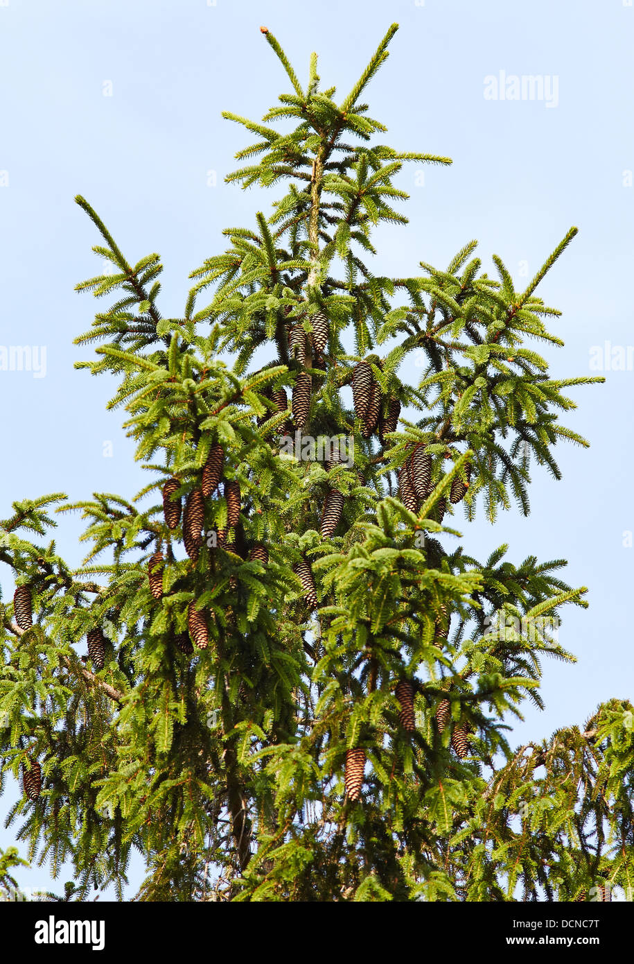 Oberen Ästen und hängenden Zapfen der Fichte (Picea) Baum in einem Waldgebiet UK Forstwirtschaft Stockfoto