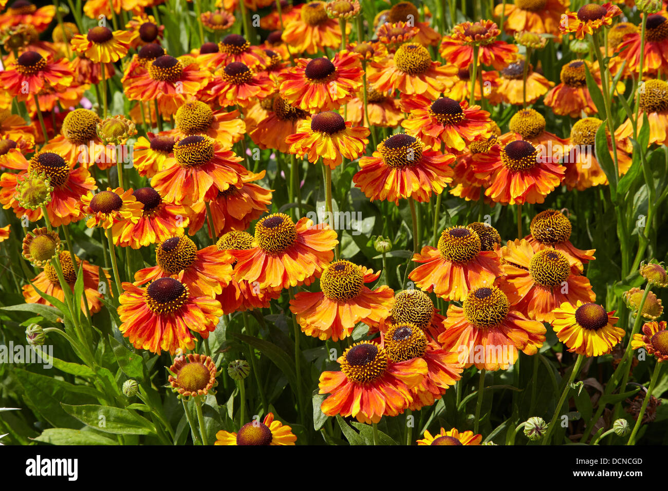 Orange und gelbe Helenium Blumen in einem krautigen Grenzübergang Waterperry Gärten Oxon UK Stockfoto