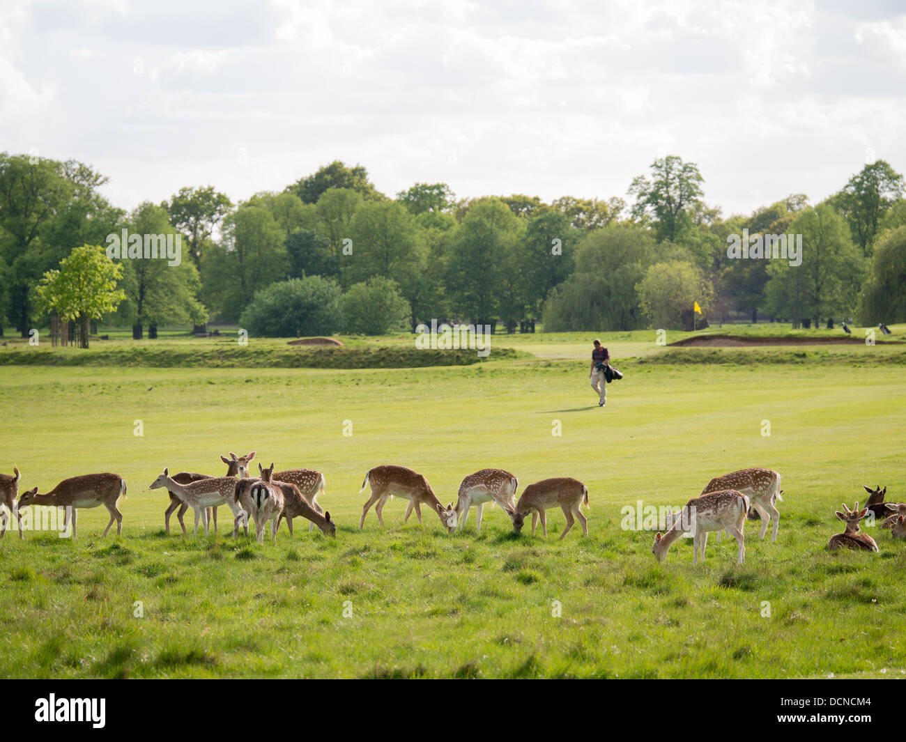 Ein Golfer in Home Park, Hampton Court Golf Club spielt seinen Schuss unter dem wachsamen Auge des Hirsches Stockfoto