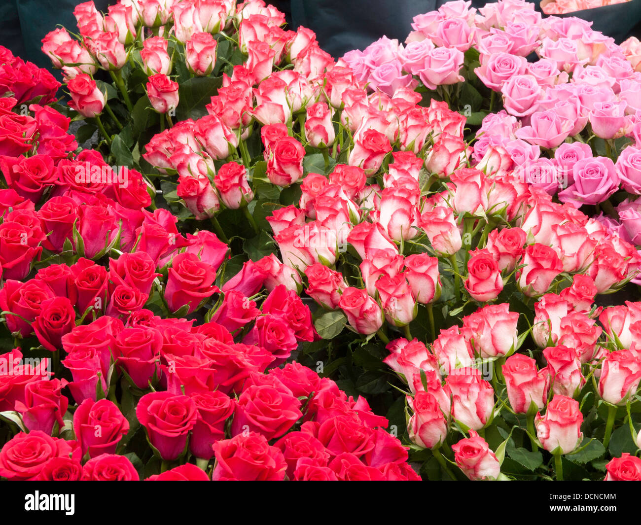 Displays von geschnittenen Rosen Stockfoto