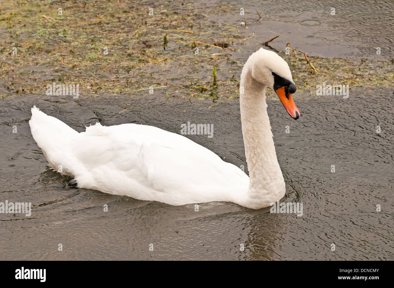 Mute swan auf dem Fluss Coln Bibury Gloucestershire England Großbritannien Stockfoto