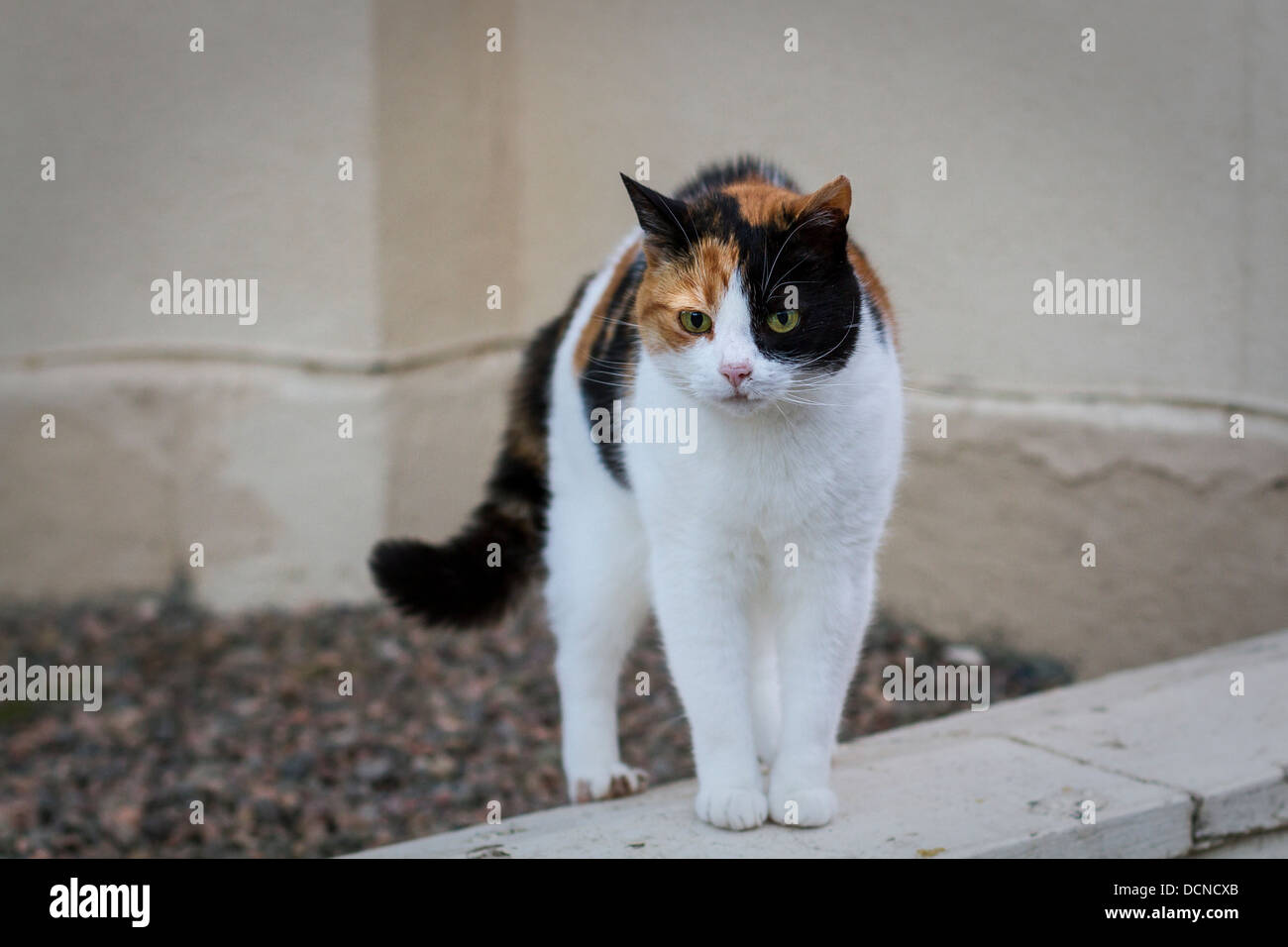 Portraitbild einer Hauskatze in natürlichem Licht Stockfoto