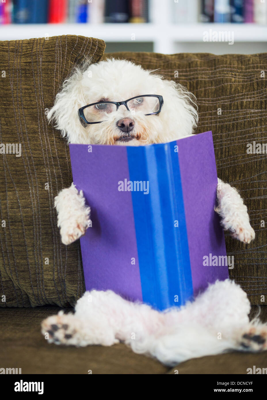 Niedlichen Hund Lesebuch zu Hause auf der Couch mit Brille Stockfoto