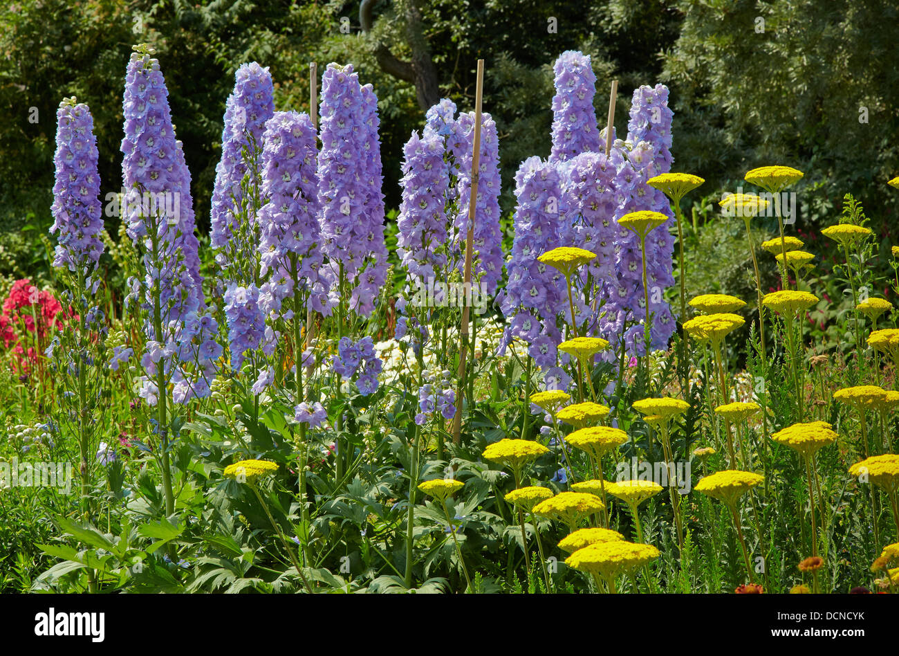 Blassen blauen Rittersporn und gelbe Achillea bilden eine interessante Vereinigung in einer englischen krautige Grenzübergang Waterperry Gärten Stockfoto
