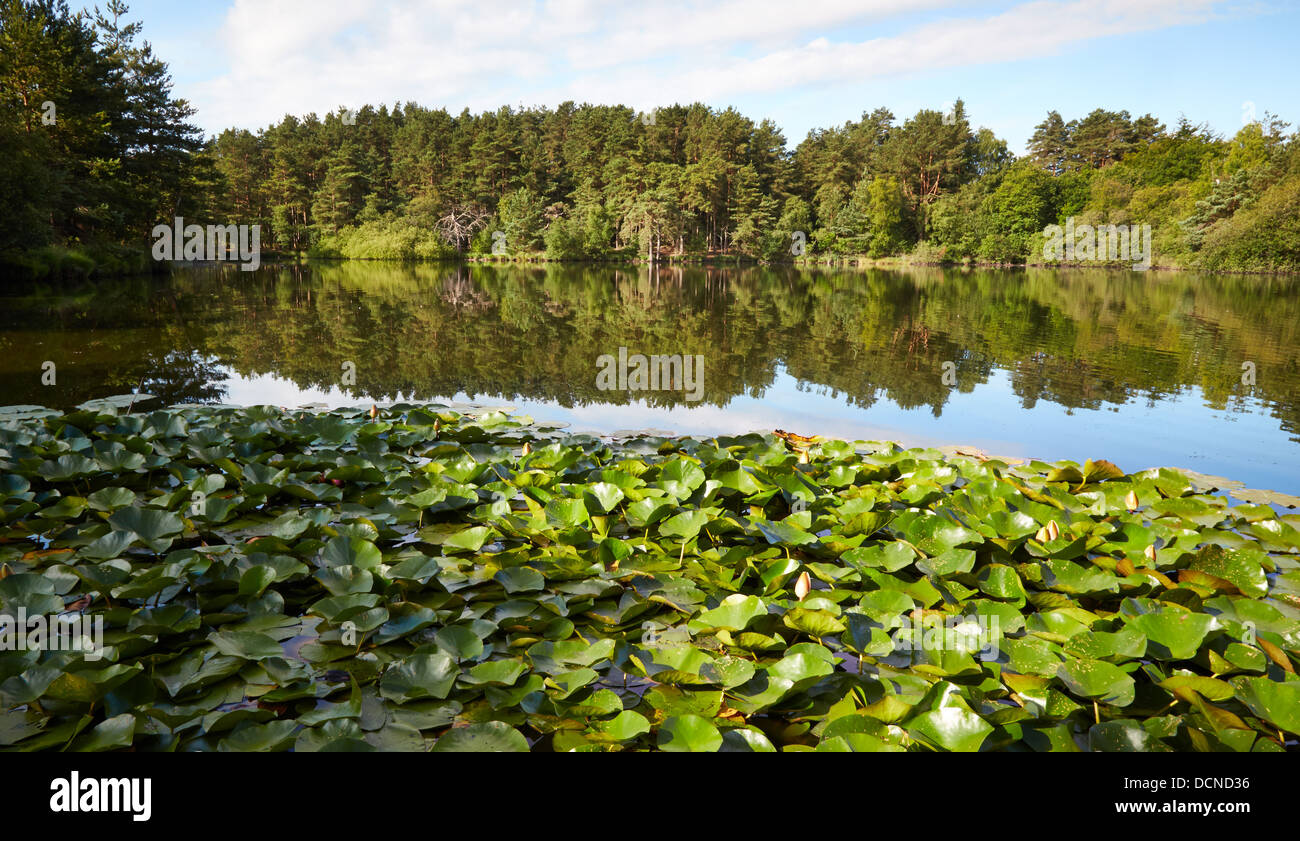 Der graben Teich bei Thursley häufig in Surrey UK Stockfoto