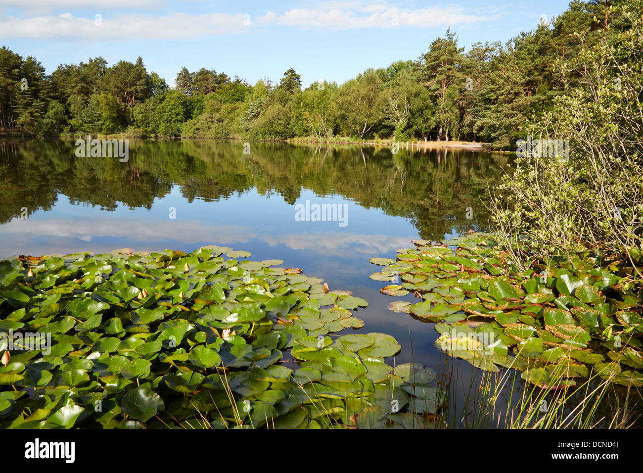 Der graben Teich bei Thursley häufig in Surrey UK Stockfoto