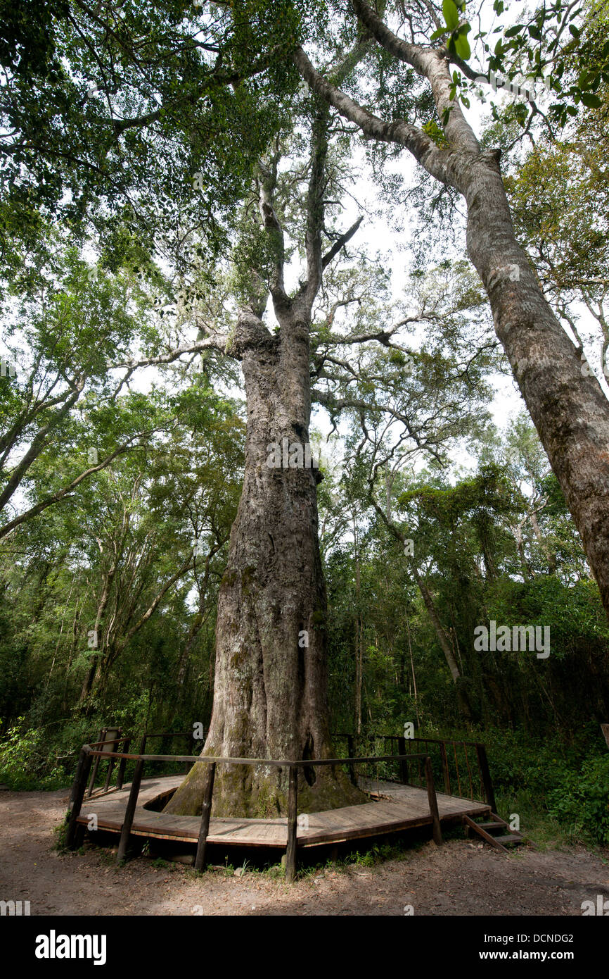 Woodville Grossbaum (Outeniqua Yellowwood) ist über 800 Jahre alt, Wilderness, Westkap, Südafrika Stockfoto