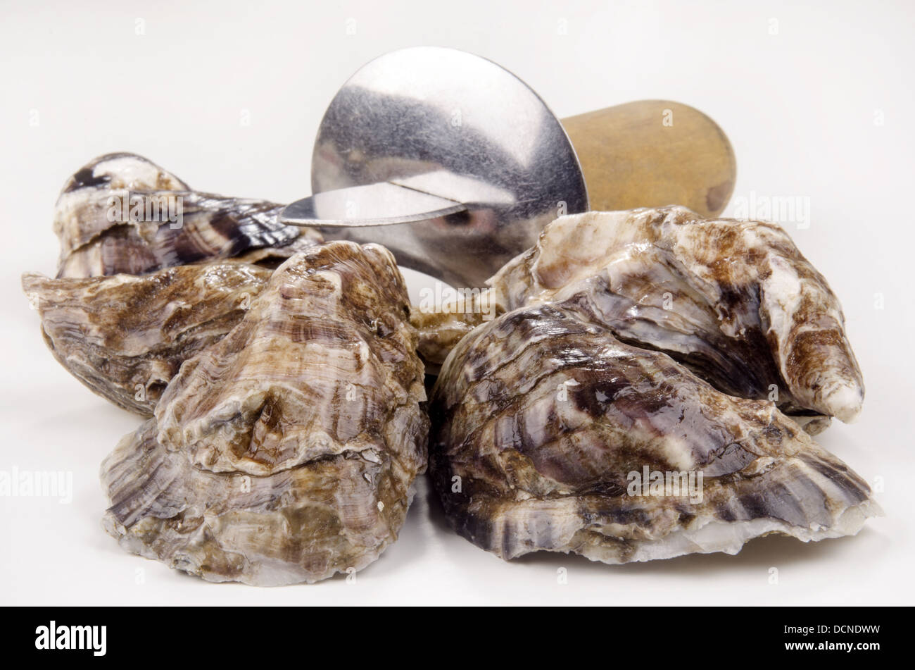 geschlossene Austern und eine Auster Messer Stockfoto