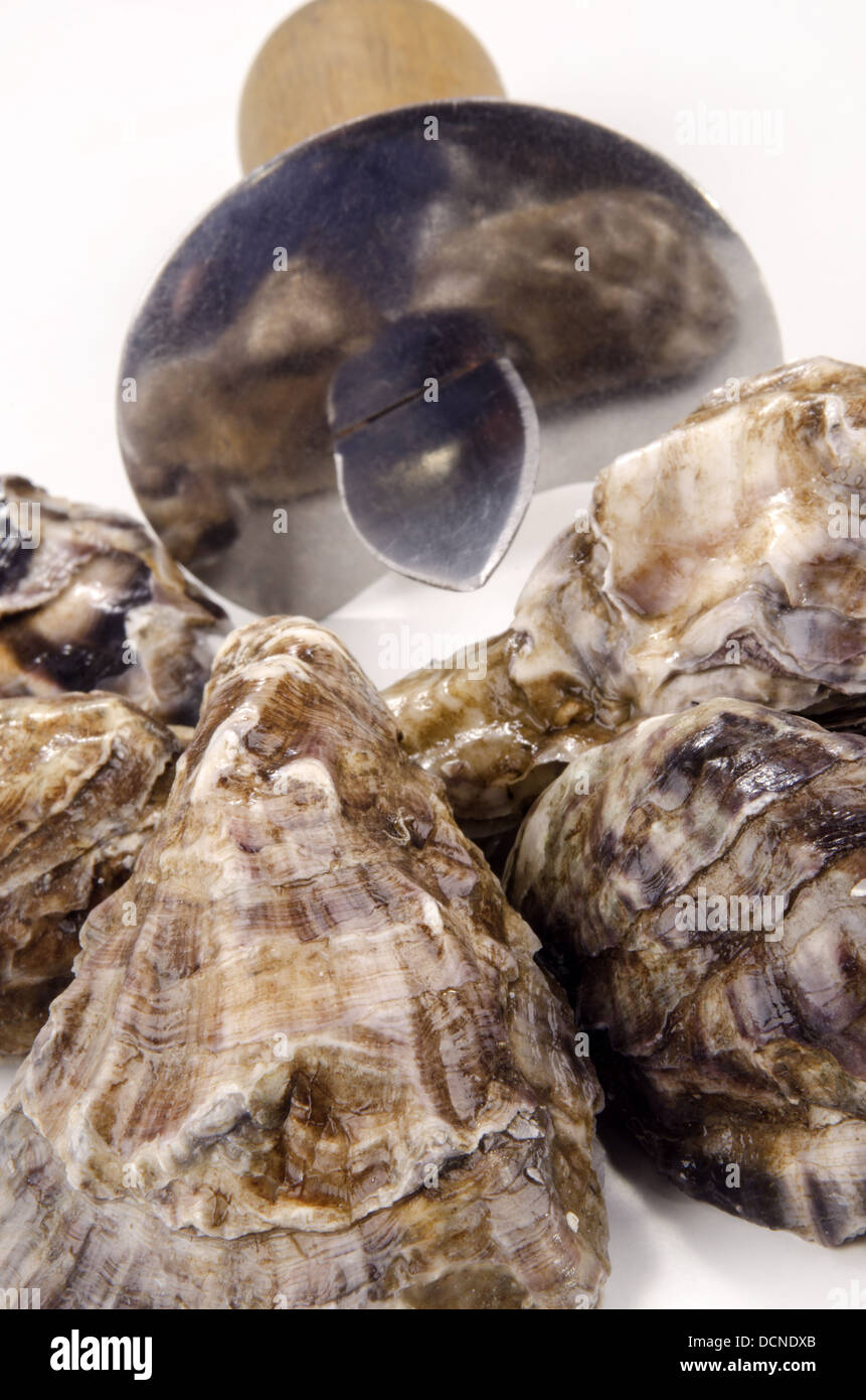 geschlossene Austern und eine Auster Messer Stockfoto