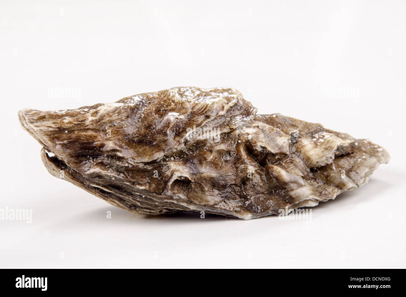 eine geschlossene Auster Stockfoto