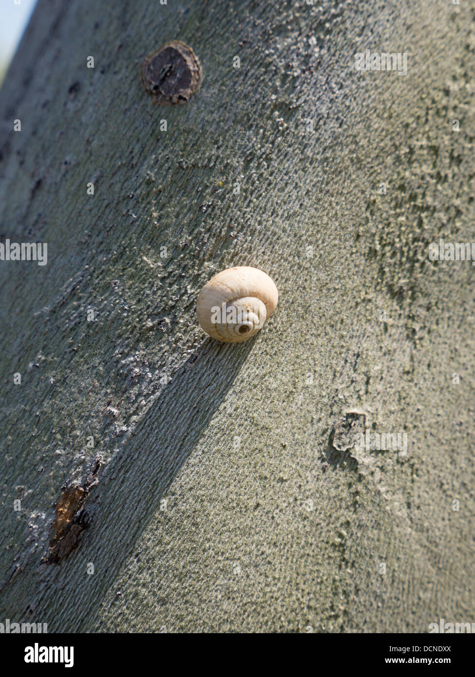 Eine Schnecke klettert einen Baum in Labguedoc Frankreich Stockfoto