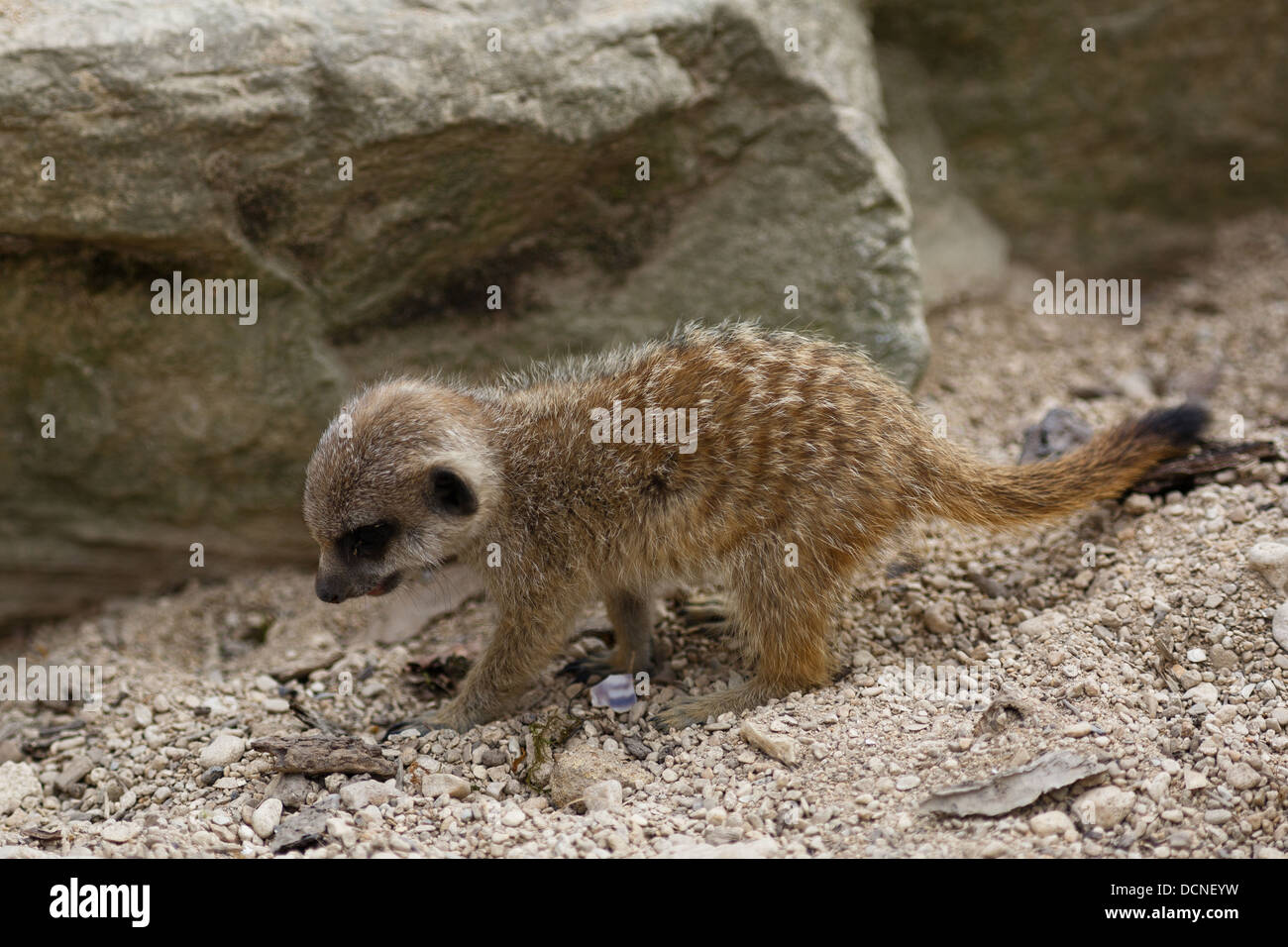 Ein junges Erdmännchen Graben in der Erde. Stockfoto