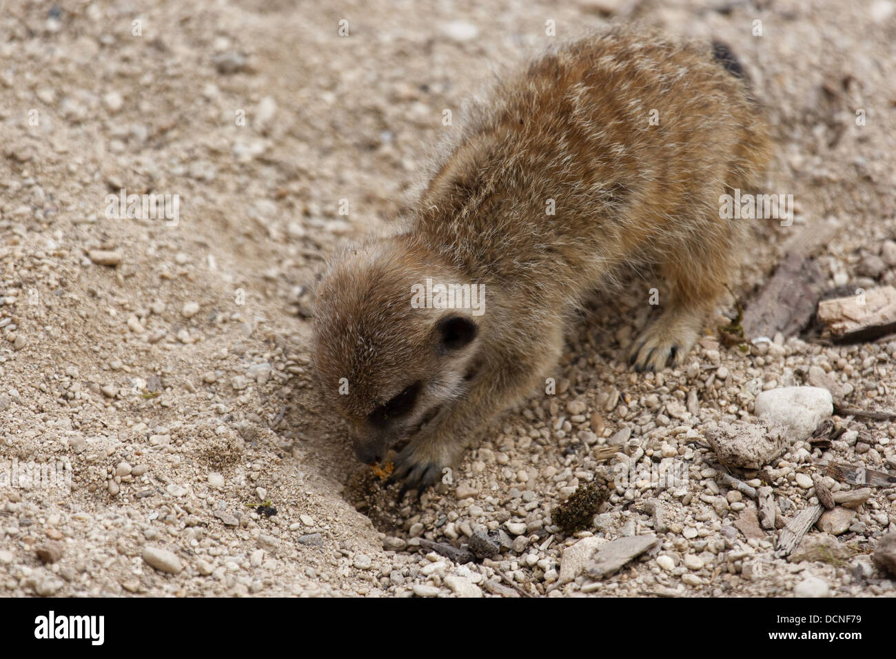 Ein junges Erdmännchen Graben in der Erde. Stockfoto