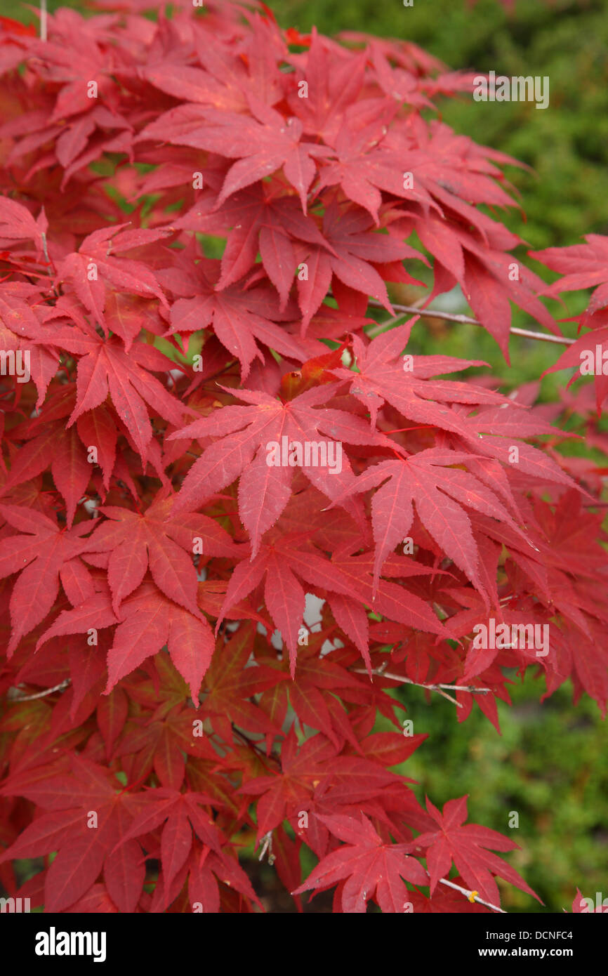 Rote japanische Ahorn Blätter Stockfoto
