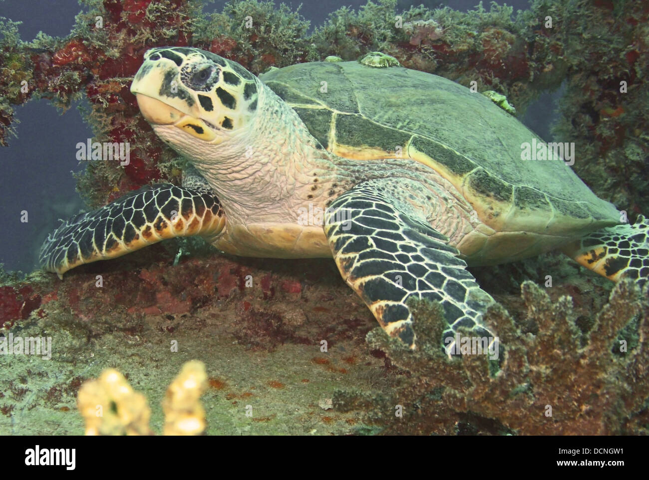 Meeresschildkröte ruht auf Schiffbruch Stockfoto