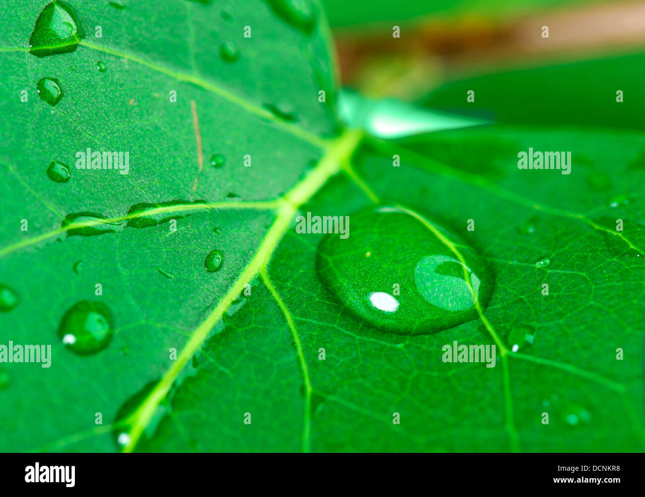 Grünes Blatt mit Wassertropfen Stockfoto