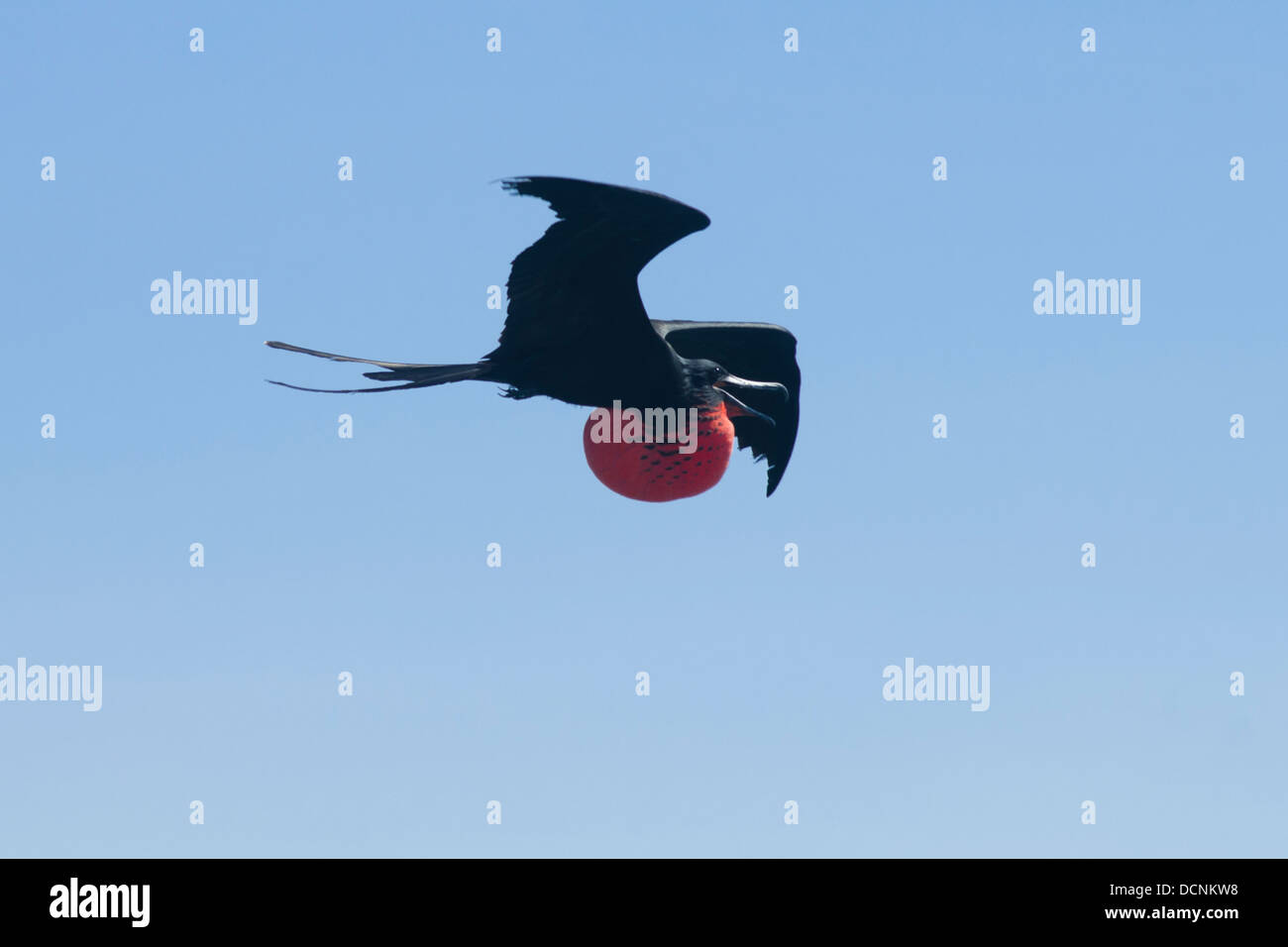 männlicher Fregattvogel fliegt am blauen Himmel, Süd-Brasilien, in der Nähe von Currais Insel Stockfoto