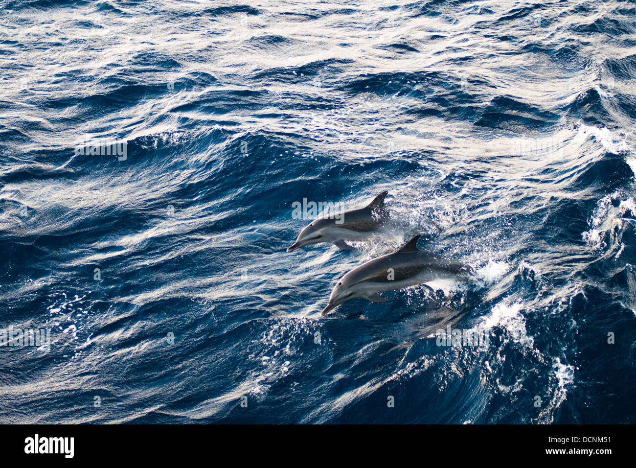 kostenlos wilde Delfine schwimmen und springen am Meer Offshore-Rio De Janeiro, Brasilien Stockfoto