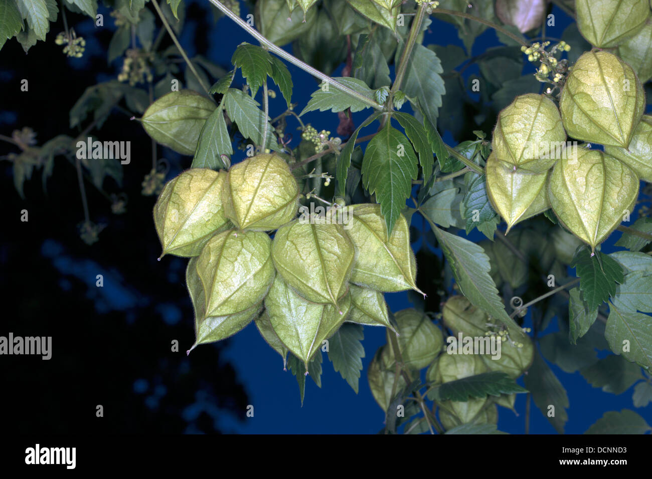 Nahaufnahme der Ballon Anlage / Liebe in ein Blätterteig-Früchte - Cardiospermum Halicacabum - Familie Sapinoidideae Stockfoto