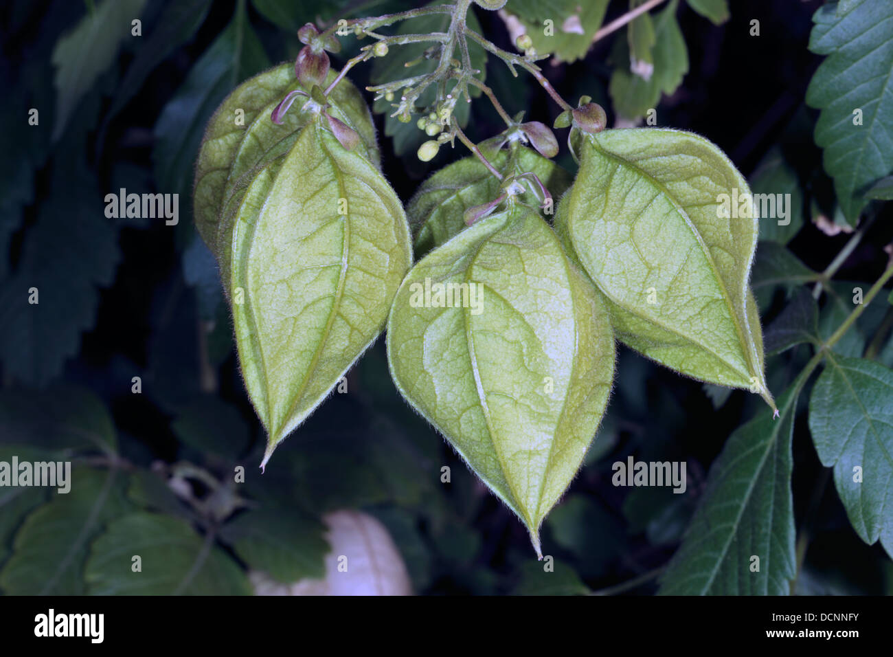 Nahaufnahme der Ballon Anlage / Liebe in ein Blätterteig-Früchte - Cardiospermum Halicacabum - Familie Sapinoidideae Stockfoto