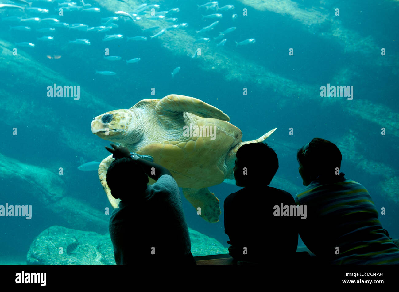 Schildkröte im Aquarium im uShaka Marine World, Durban, Südafrika Stockfoto