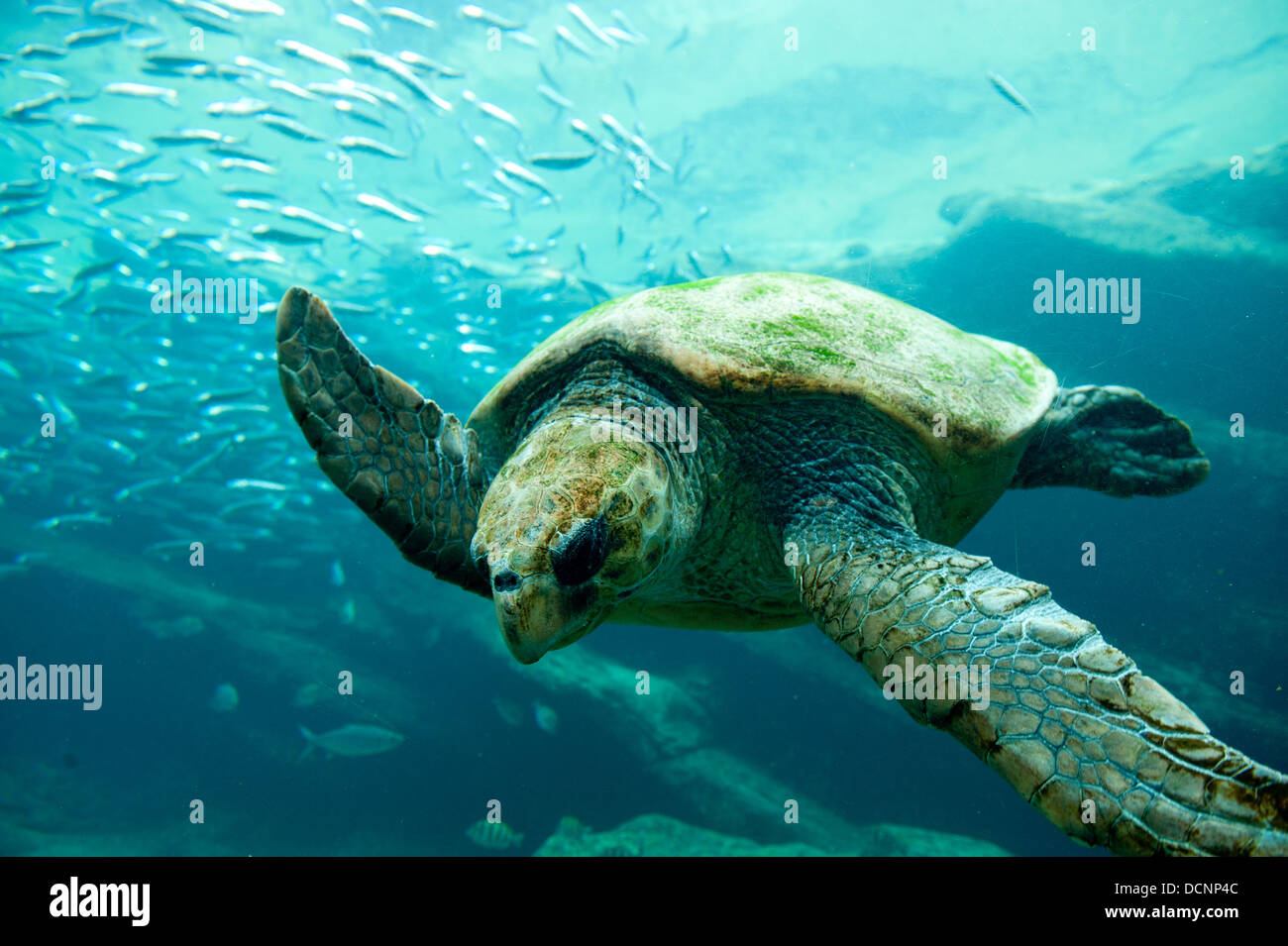 Schildkröte im Aquarium im uShaka Marine World, Durban, Südafrika Stockfoto