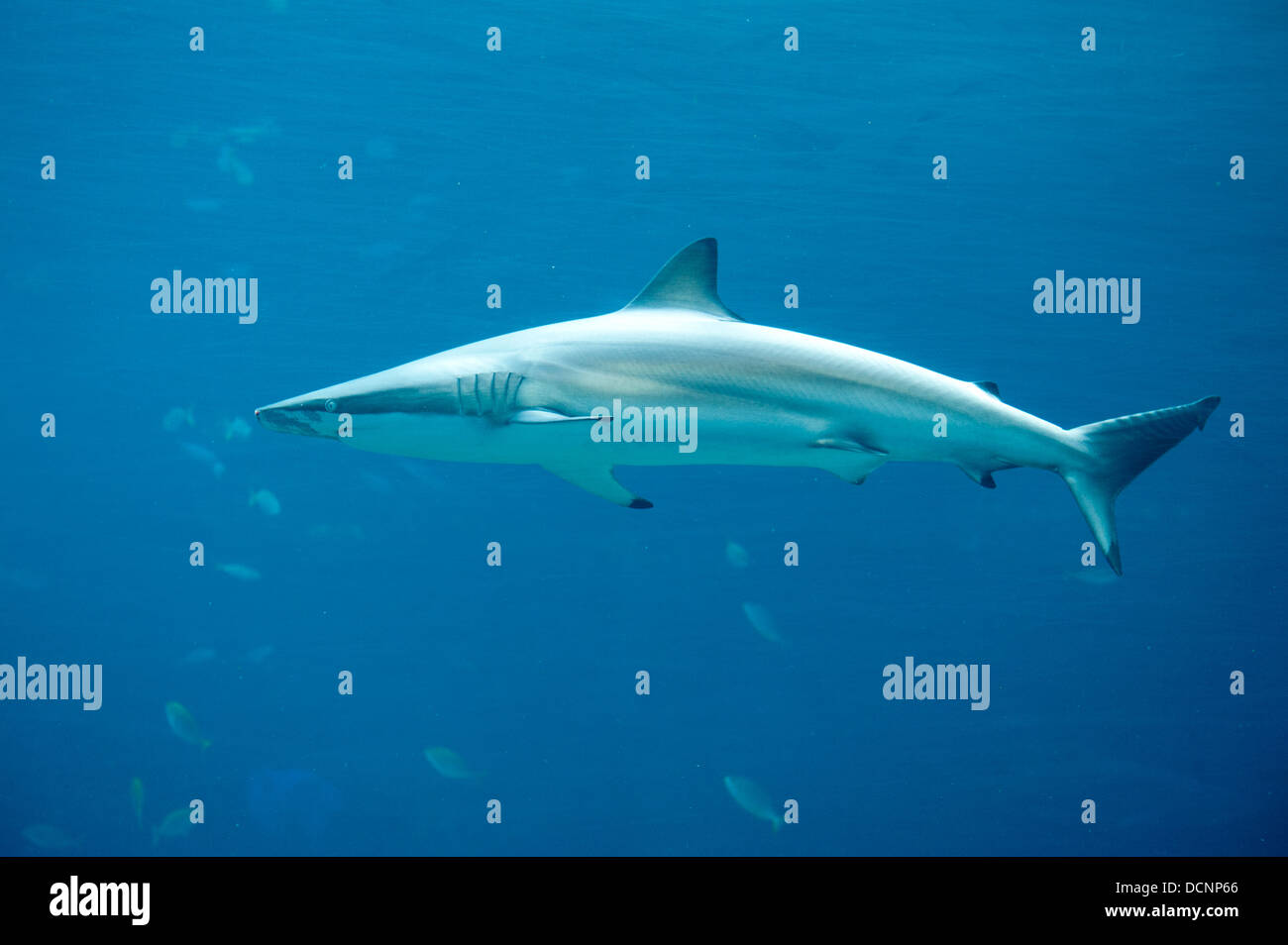 Haie im Aquarium im uShaka Marine World, Durban, Südafrika Stockfoto