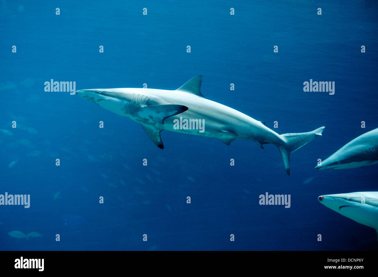 Haie im Aquarium im uShaka Marine World, Durban, Südafrika Stockfoto
