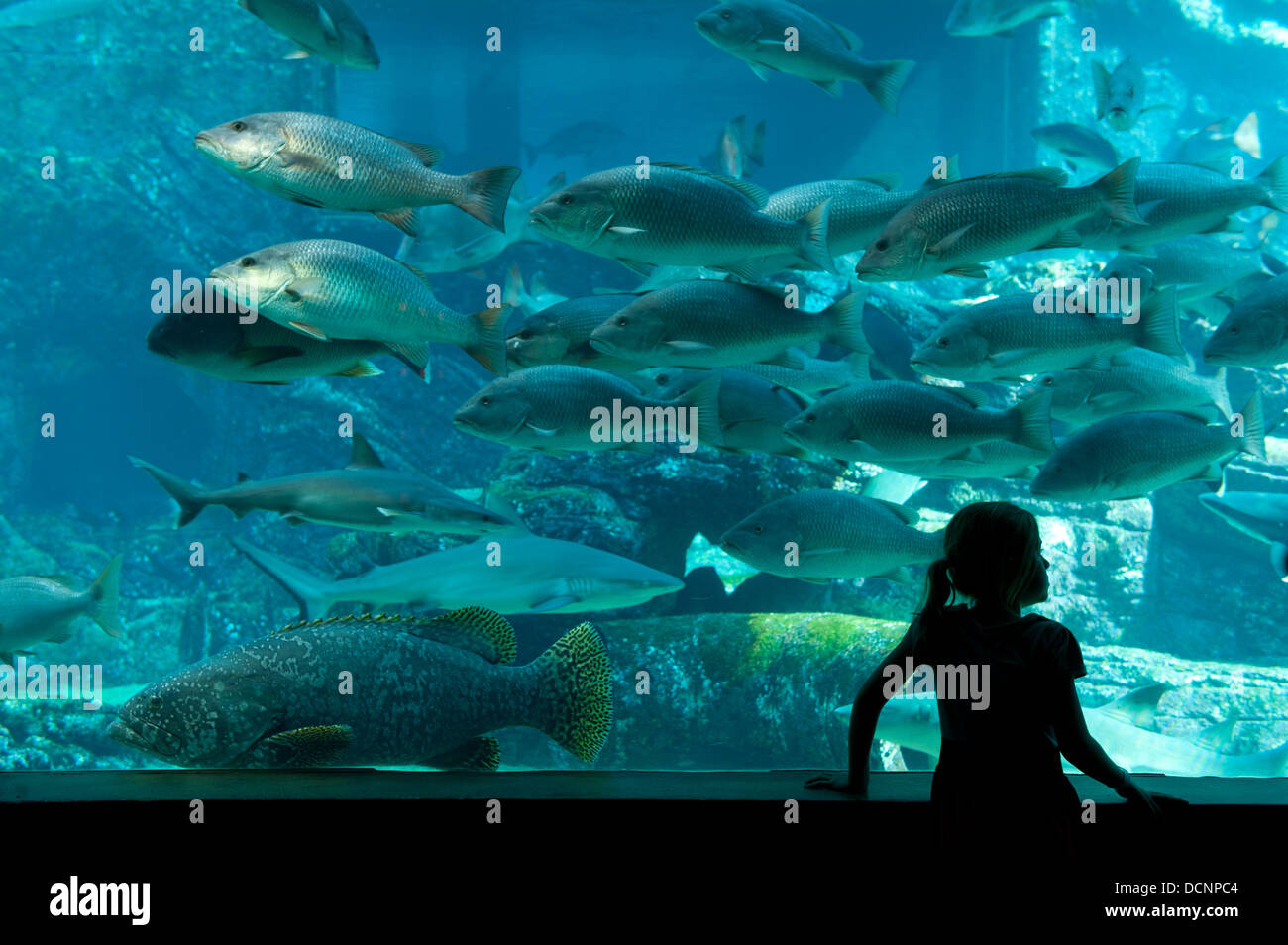 Aquarium in uShaka Marine World, Durban, Südafrika Stockfoto