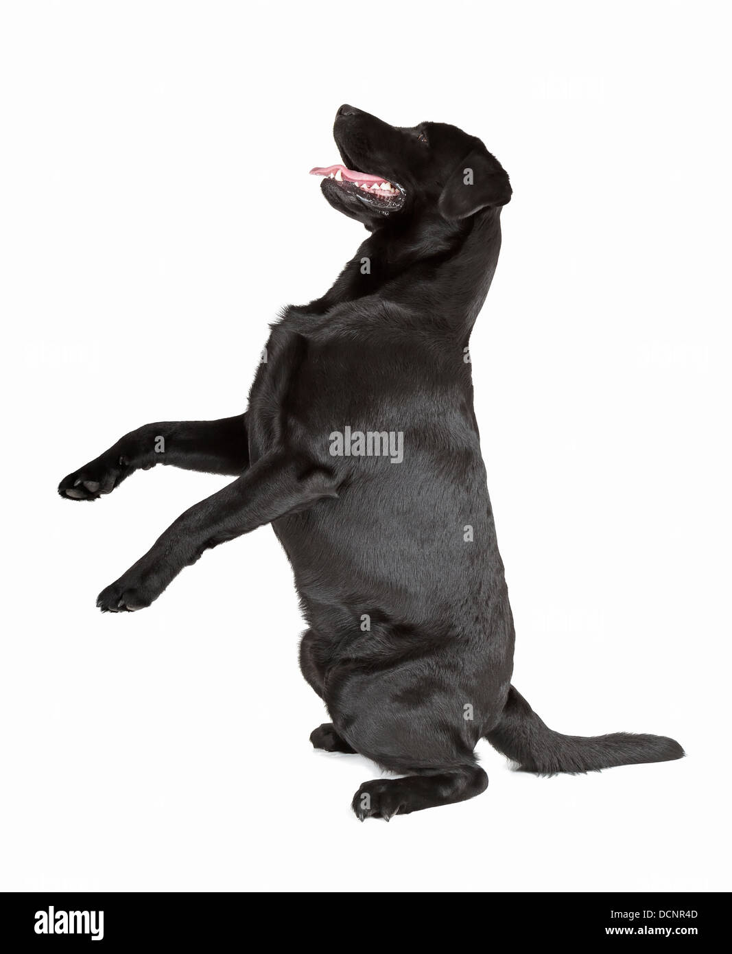 schwarzer Labrador Retriever isoliert auf weißem Hintergrund Stockfoto