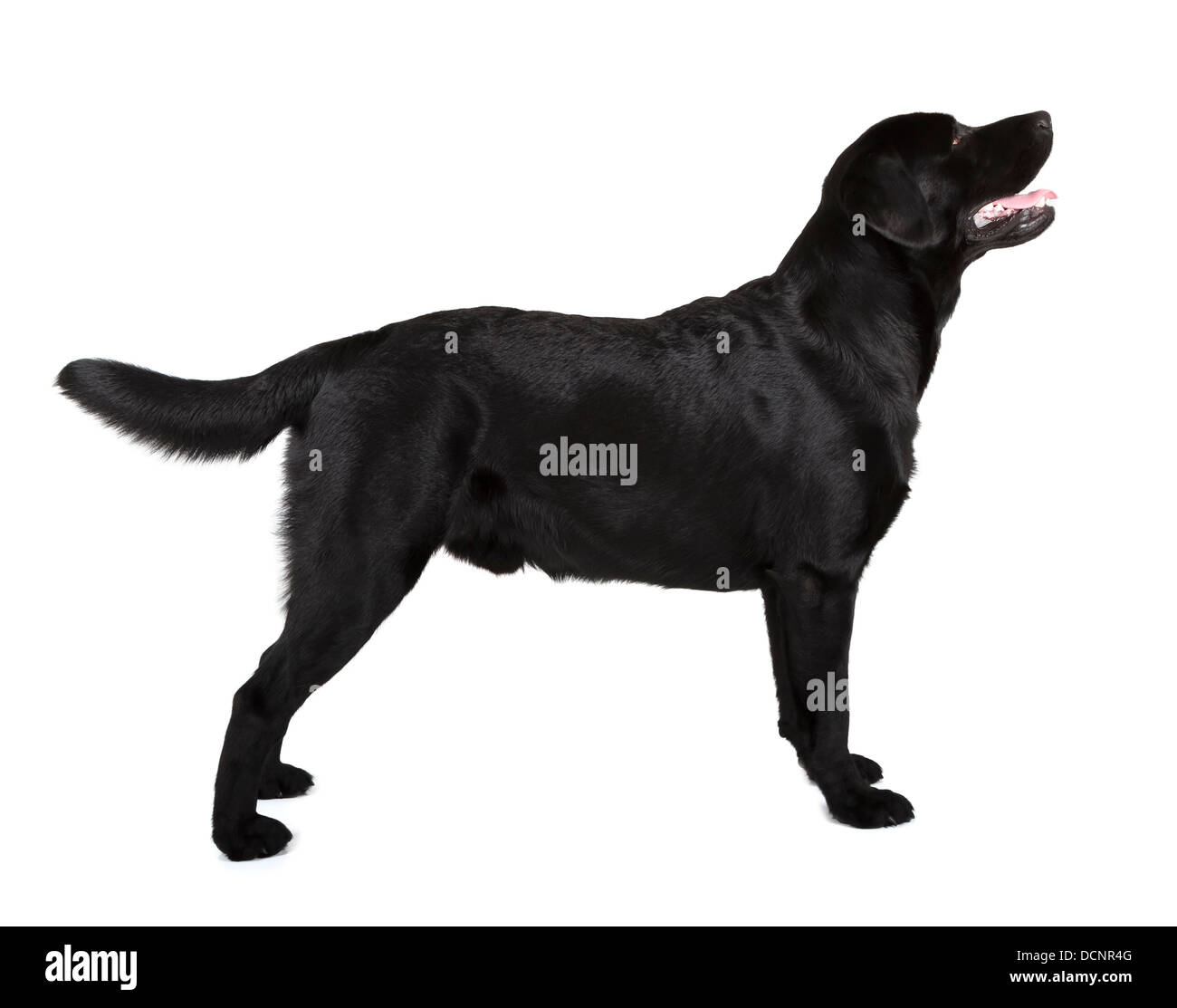 schwarzer Labrador Retriever isoliert auf weißem Hintergrund Stockfoto