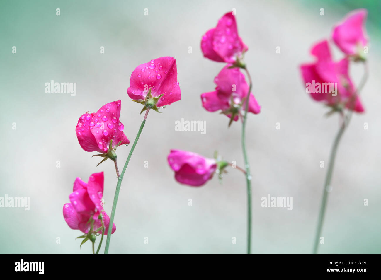 Rosa Blumen Duftende Platterbse (Lathyrus man) oberhalb der Hintergrund jedoch unscharf Stockfoto