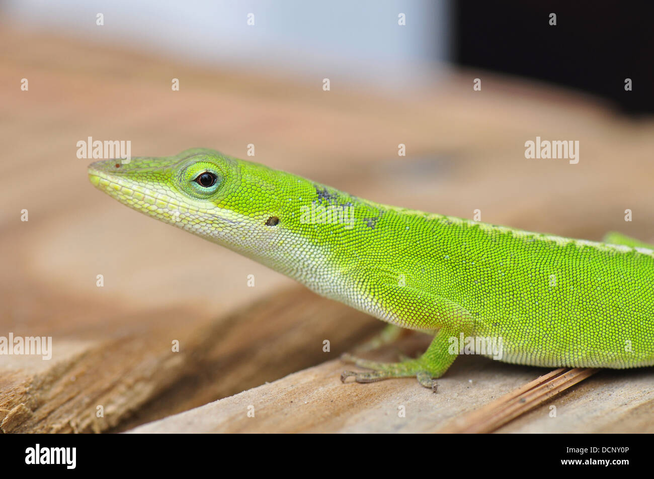 Carolina Anole Eidechse Stockfoto