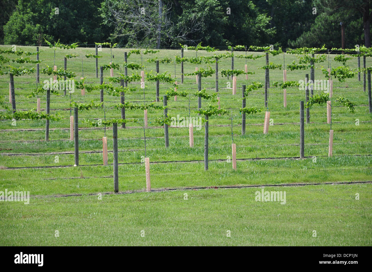 Weinberg Trauben Stockfoto