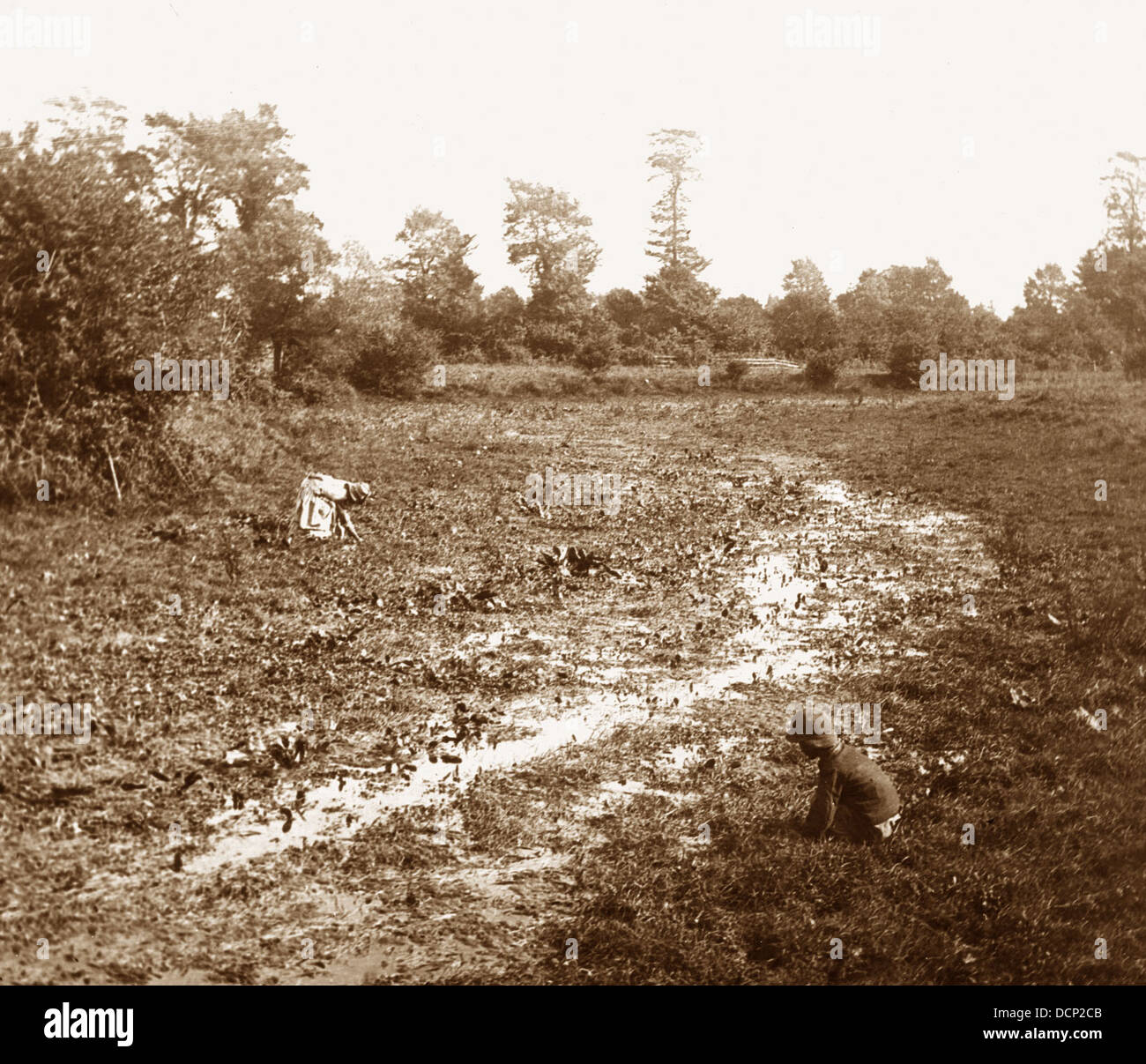 Fluss Themse Quelle - Brunnenkresse Betten - viktorianische Periode Stockfoto