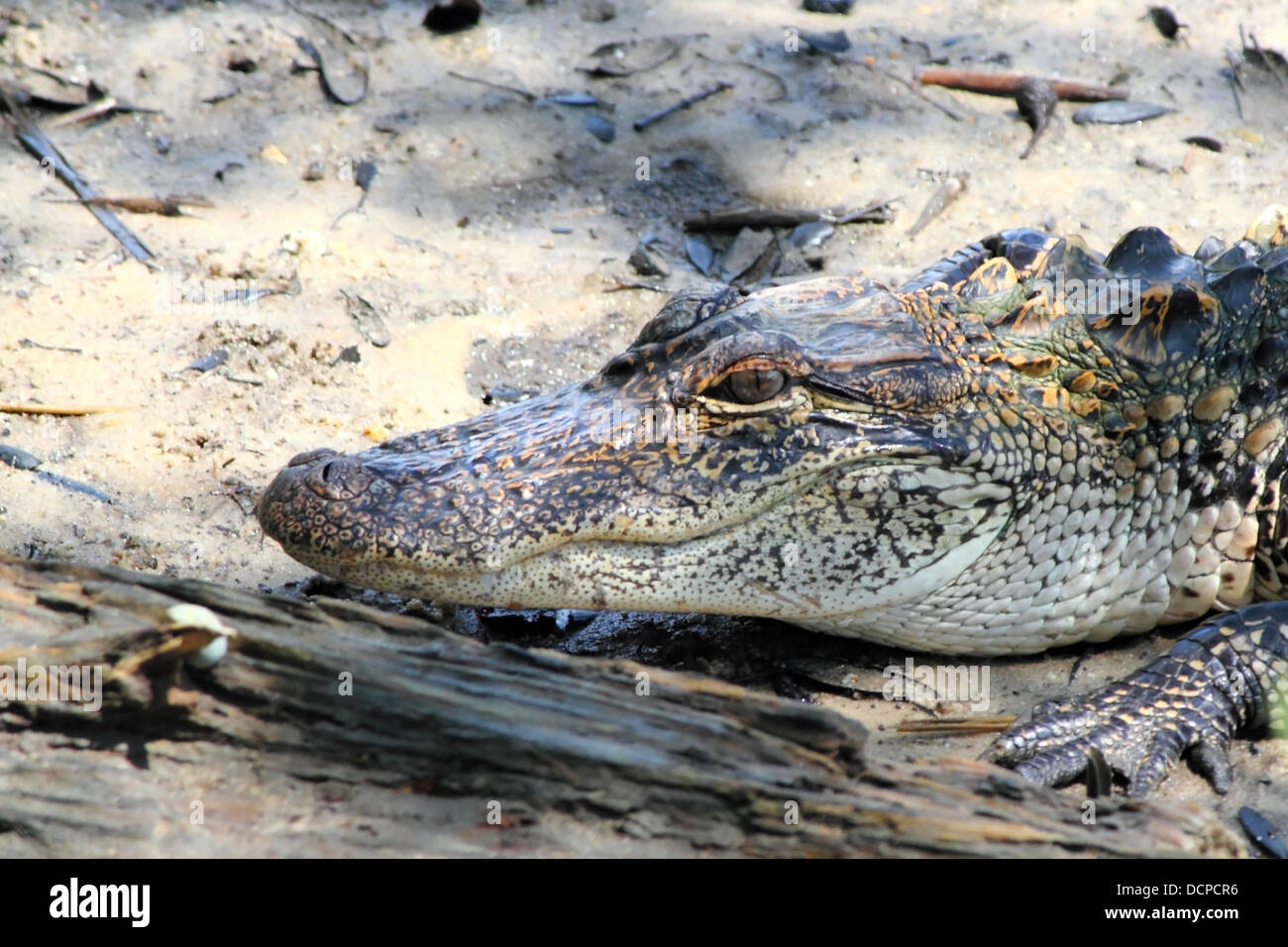 Alligator im Schatten Stockfoto