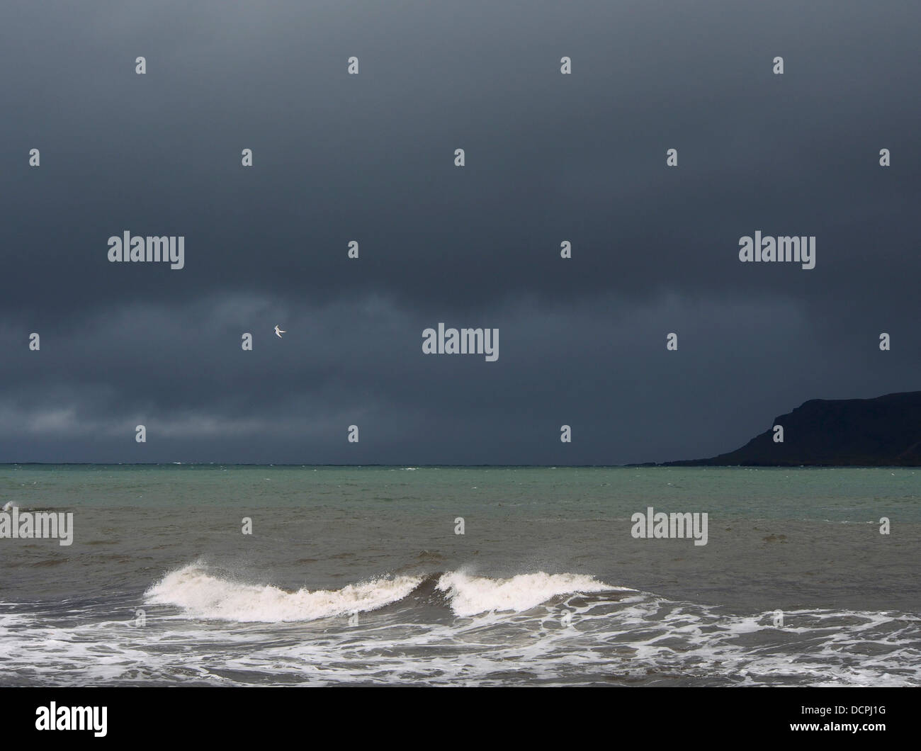 Küstenseeschwalbe und dunkle Regenwolken über Meer, Bakkagerði, Berggipfeln Eystri, Island Stockfoto