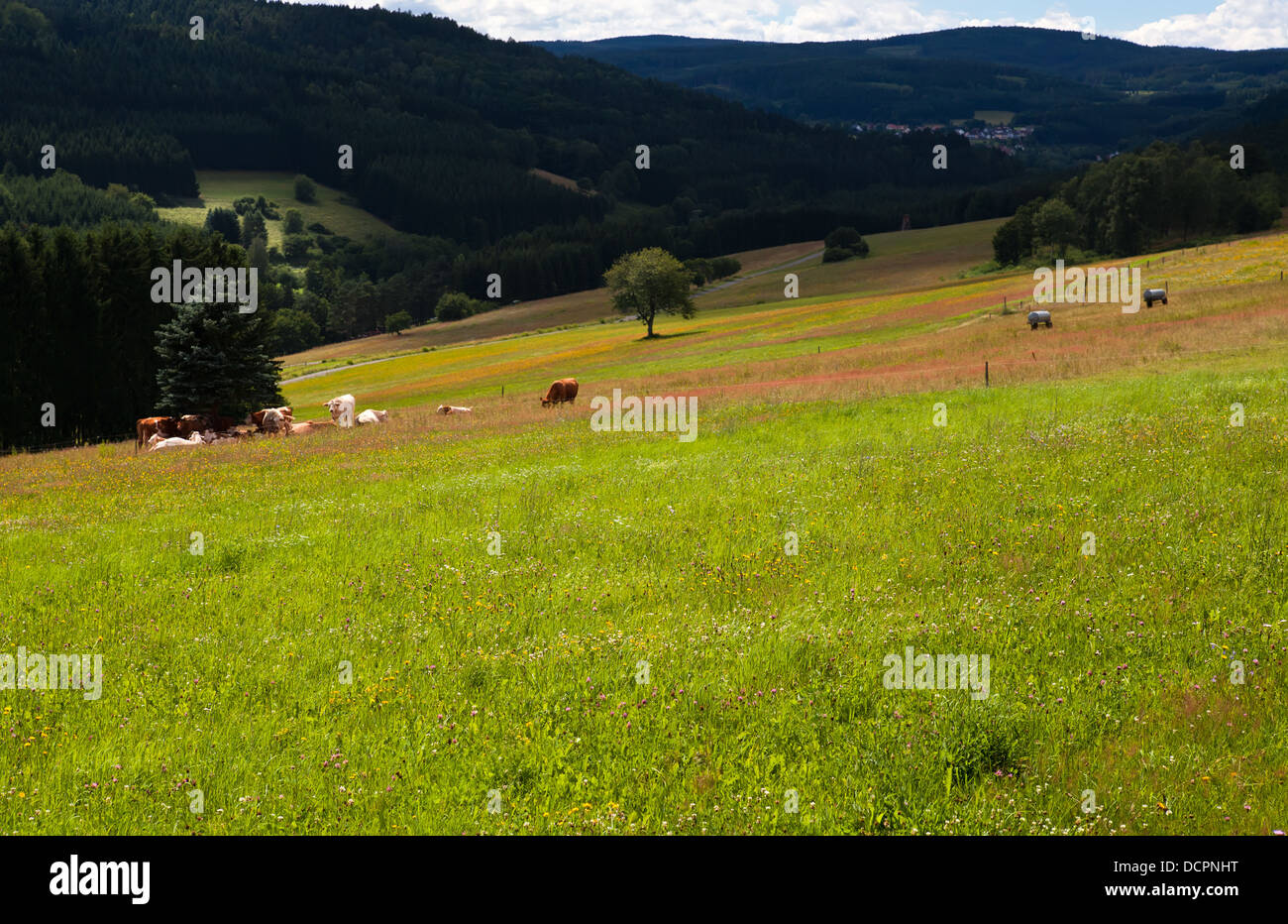 bunt blühende Wiesen Stockfoto