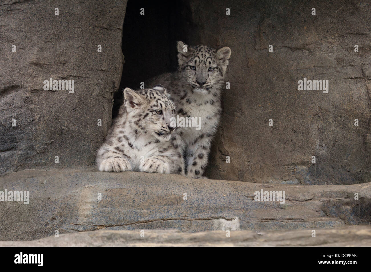 Schnee Leopard Cubs, 16 Wochen alt Stockfoto