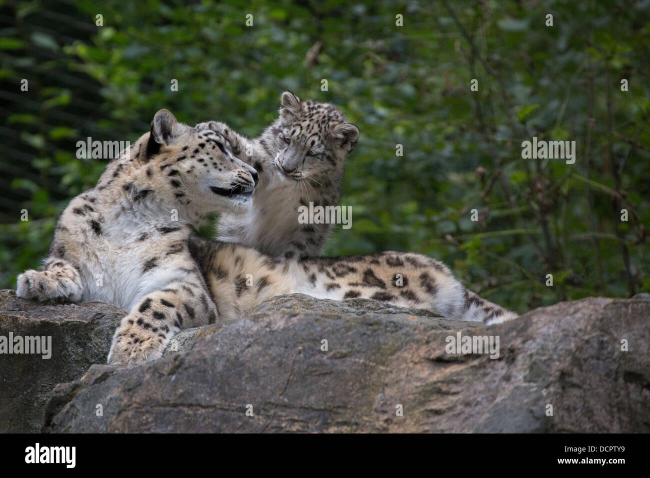 Snow Leopard Cub, 16 Wochen alt, mit seiner Mutter Stockfoto