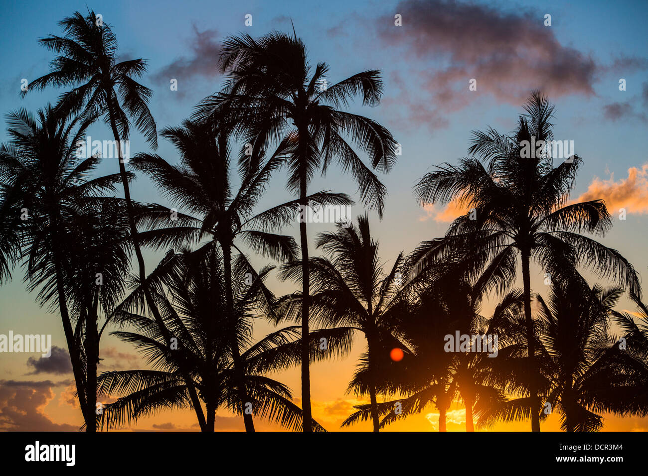 Palm Tree Silhouetten bei Sonnenuntergang am Strand von Kaimani, hawaiische Insel von Oahu Stockfoto