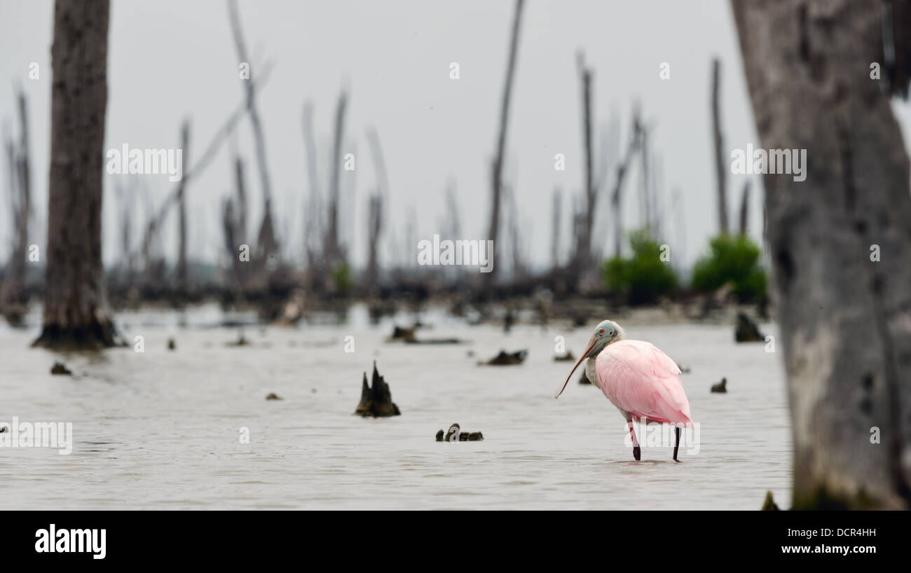 Die rosigen Spoonbils Stockfoto