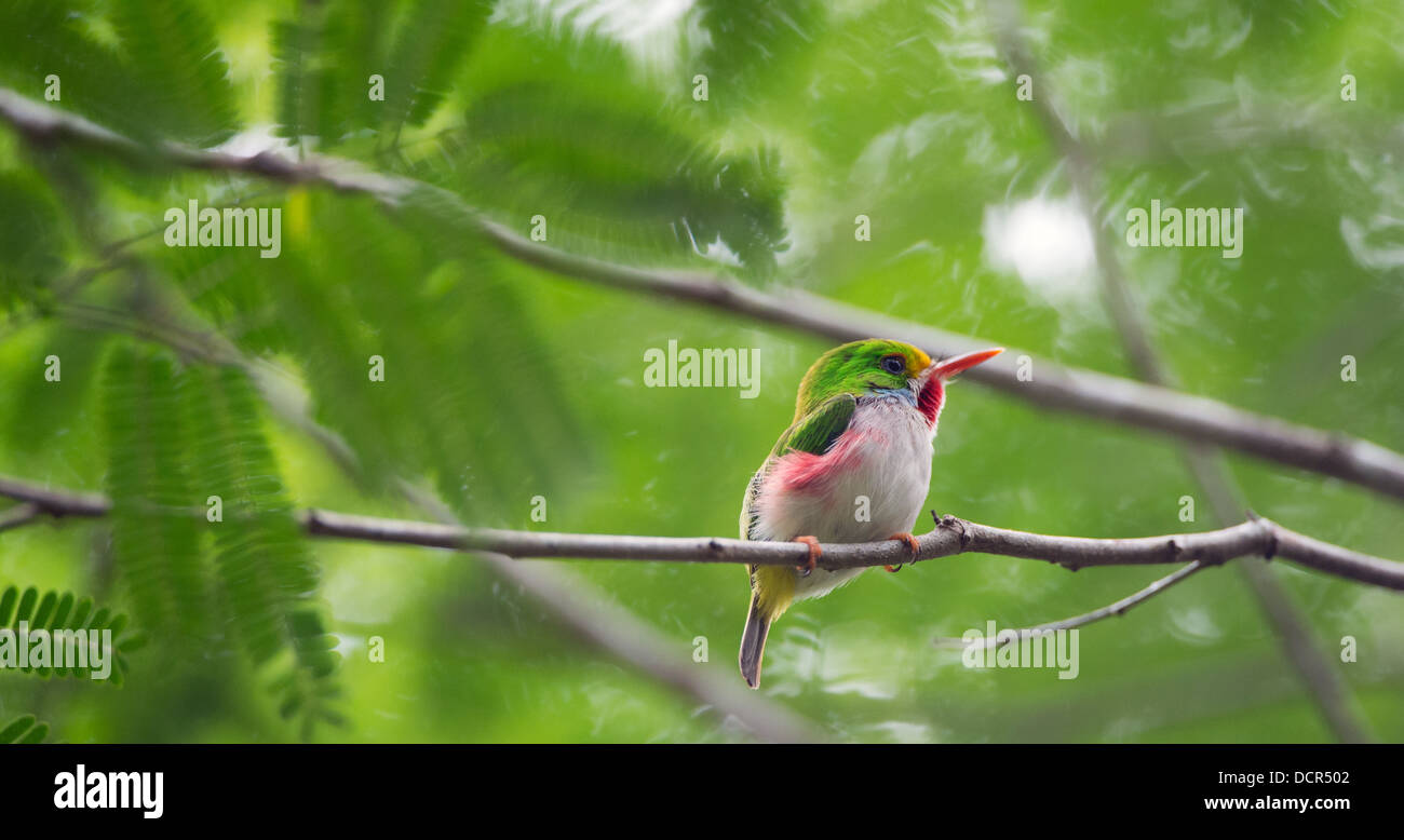 Todus MulticolorCUBAN TODY (Todus multicolor) endemischen Arten Stockfoto