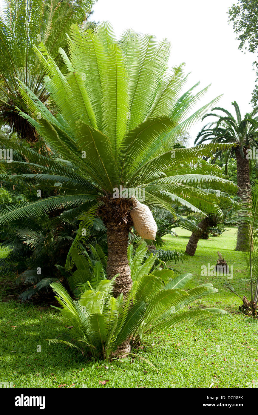 Cycadee, Durban Botanic Gardens, Durban, Südafrika Stockfoto