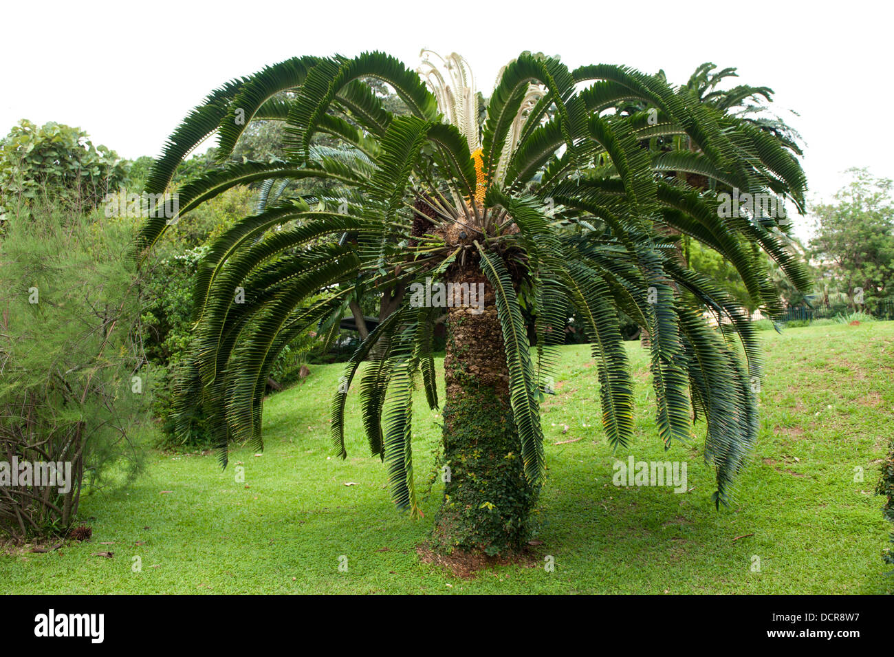 Cycadee, Durban Botanic Gardens, Durban, Südafrika Stockfoto