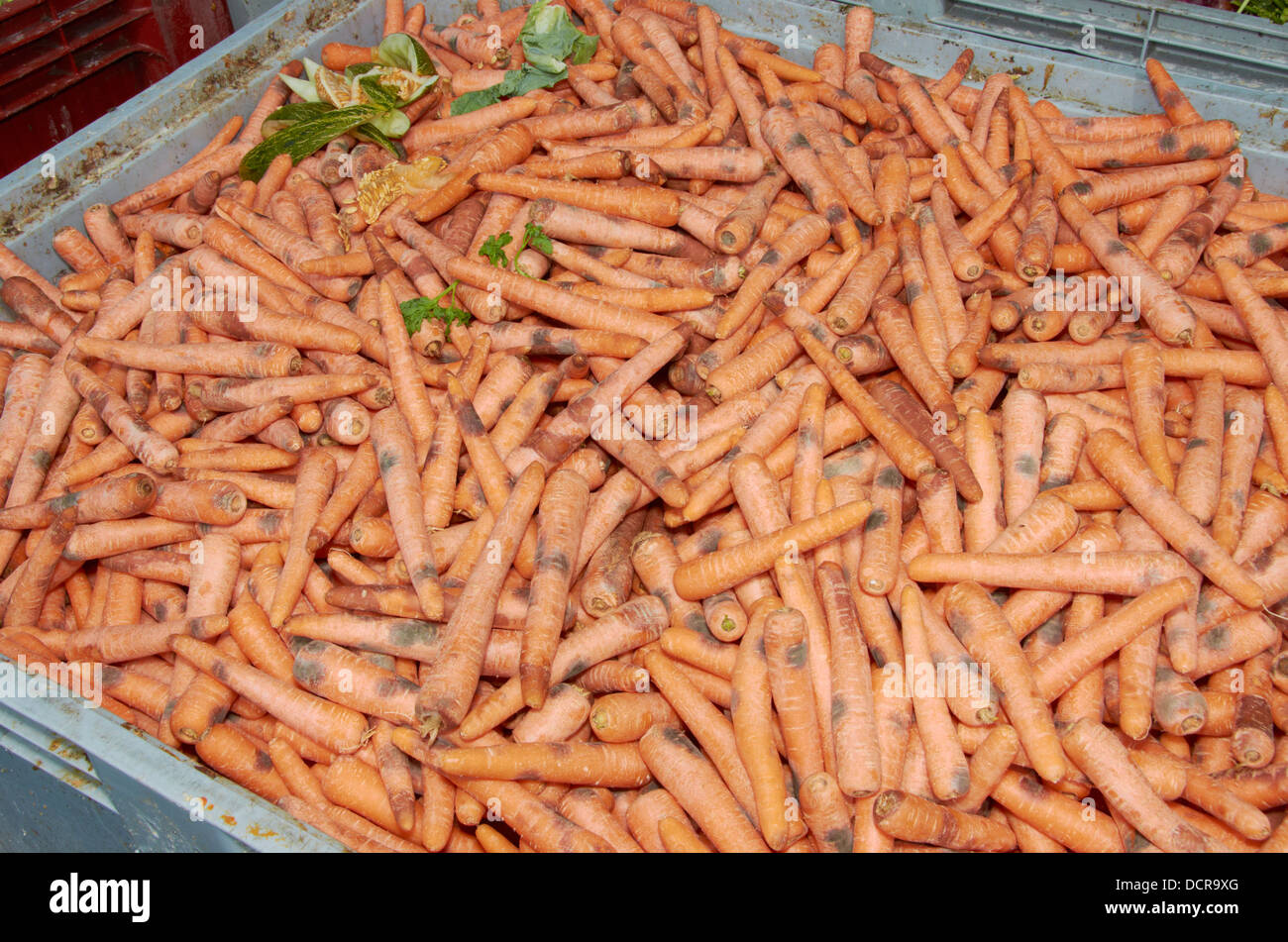 Ältere Karotten auf einem Food Bank. Stockfoto