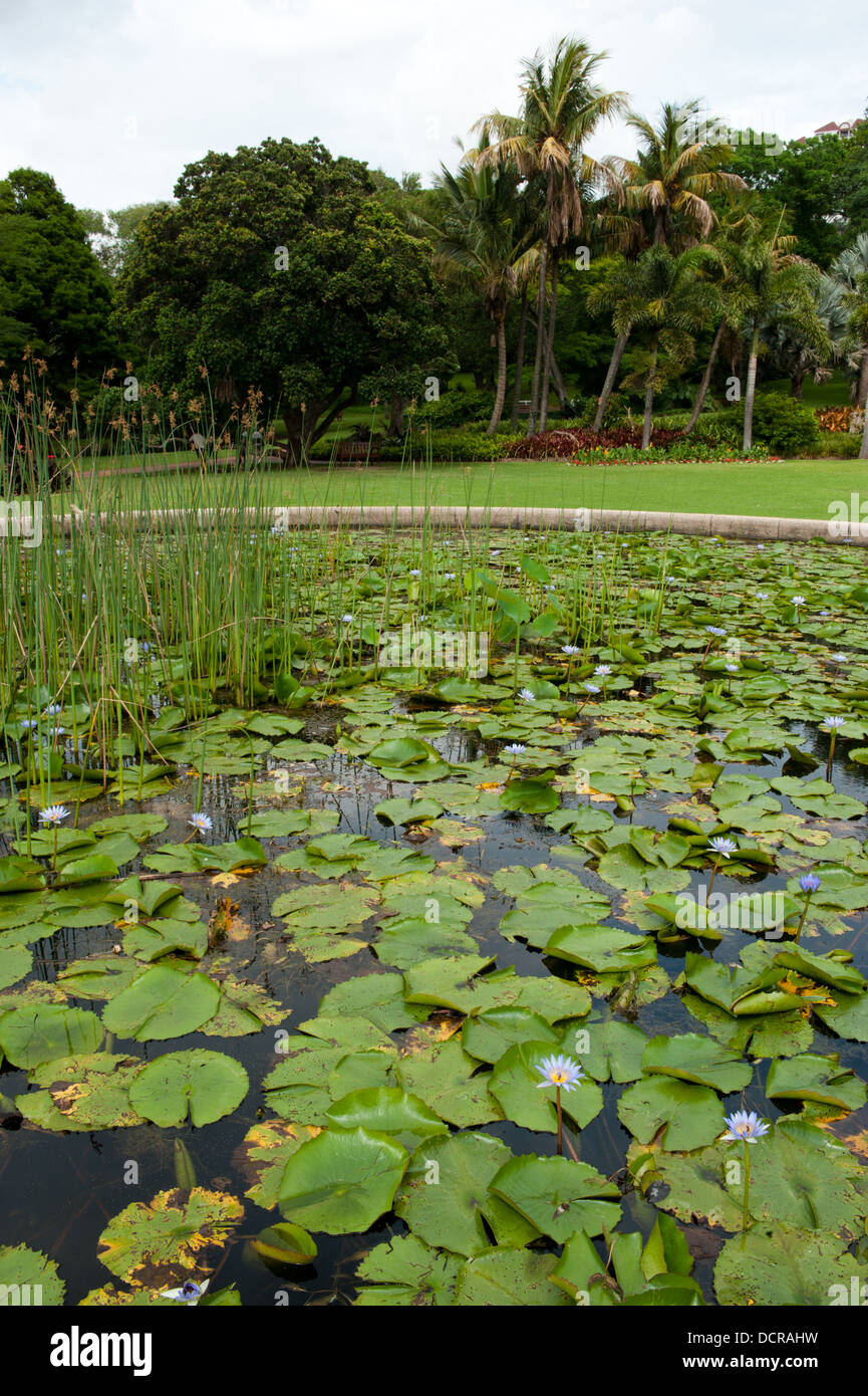 Lily Pond, Durban Botanic Gardens, Durban, Südafrika Stockfoto